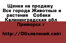 Щенки на продажу - Все города Животные и растения » Собаки   . Калининградская обл.,Приморск г.